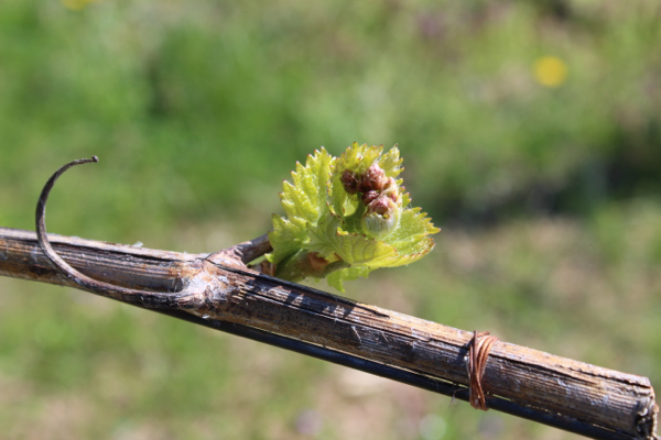 Chardonnay bud break at Linden.