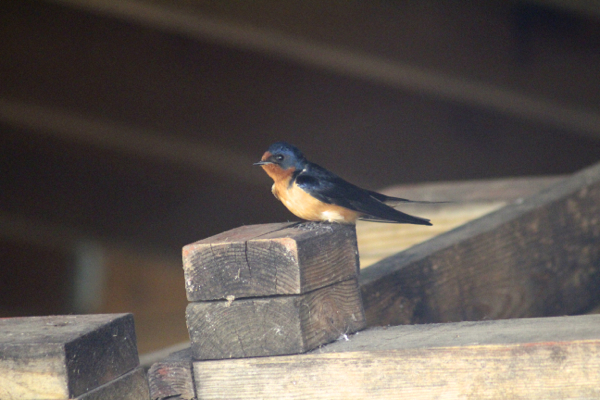 Barn Swallow