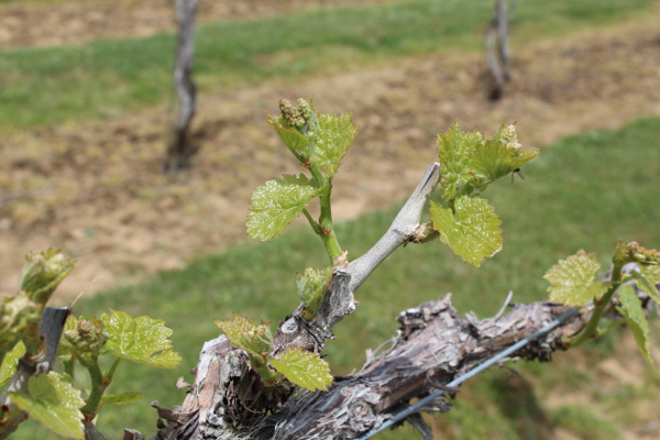 Bud growth at Gray Ghost on May 4th.