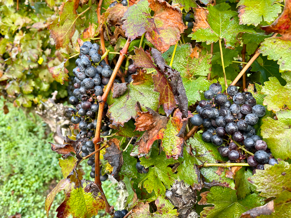 October Is Virginia Wine Month – Virginia Wine Time
